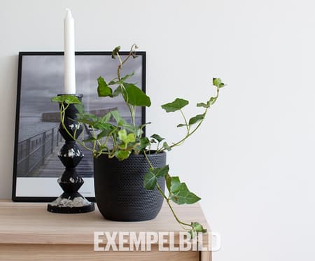 Lägenhet 1 - Vardagsrum - Detaljbild växt - HEM - Exempelbild.jpg