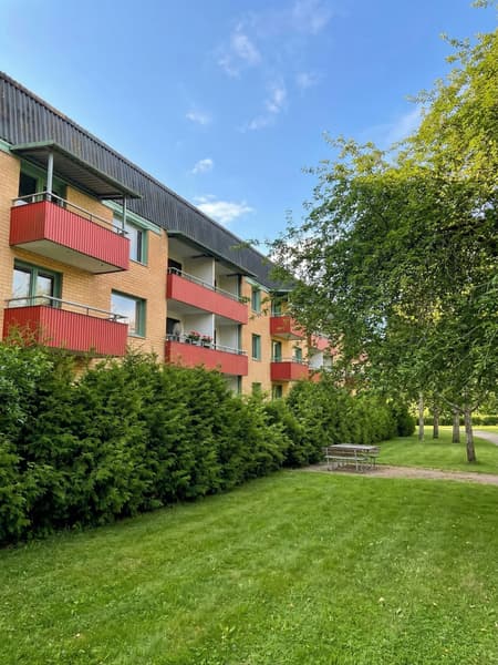sommar kusk4.jpg