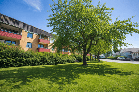 Sommar baksida och träd Renderad Kusk.png